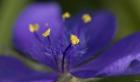 Purple And Yellow Flower Closeup