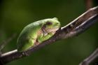 Green Frog On Tree Branch