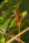 Orange Dragonfly Under Green Leaf