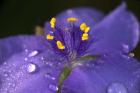 Purple And Yellow Flower After Rain II