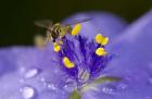 Bee Resting On Purple And Yellow Flower