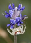 White Insect Under Blue Flower