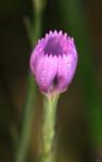 Purple Flower On Stem