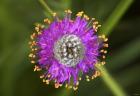 Yellow And Purple Flower With Fibrous Center