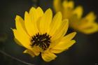 Yellow And Black Flower Bloom