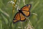 Orange And Black Butterfly In Greenery