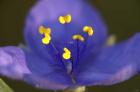 Blue Flower With Yellow Stamen