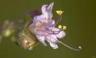 Lavender Flower With Dew