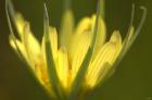 Yellow Flower Petals On Green