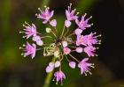 Pink Small Flower Buds