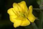 Yellow Flower Closeup