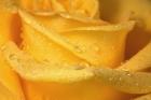 Yellow Rose And Dew Closeup