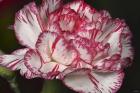Pink And White Carnation