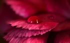 Red Flower Petals And Raindrop
