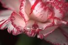 Red And White Carnation And Raindrop
