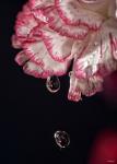 Red And White Carnation And Raindrops