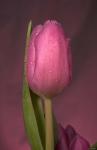 Pink Tulip And Stem