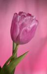 Pink Tulip On Pink