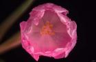 Pink Inner Flower