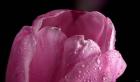 Pink Tulip Petals And Dew