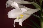 White Lily On Red