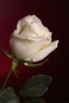 White Rose On Red