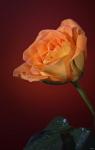 Orang Rose On Red Glow