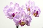 Orchid 1