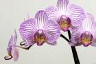 Orchid 3