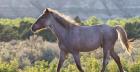 Mustangs of the Badlands 4