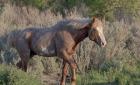 Mustangs of the Badlands 7