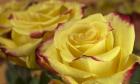 Yellow and Red Rose 3
