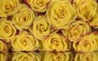 Yellow and Red Rose 6