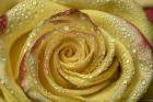 Yellow and Red Rose 12