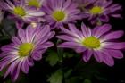 Pink Daisies 1