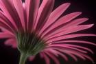 Flower 18