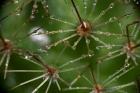 Cactus Flowers 1