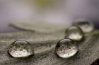 Dew Drops Macro 8