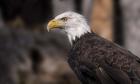 Bald Eagle 1