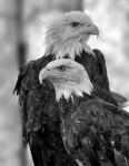 Bald Eagle 3