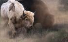 White Buffalo