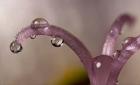 Water Drops 5