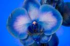 Red, White and Blue Orchid 4