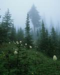 Misty Green Trees And Field II