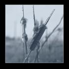 Ice Cattail 1