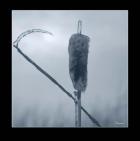 Ice Cattail 2