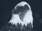 Bald Eagle 2