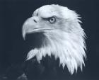 Bald Eagle 3