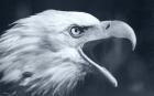 Bald Eagle 4