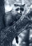 Raccoon